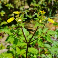 Calceolaria tripartita Ruiz & Pav.